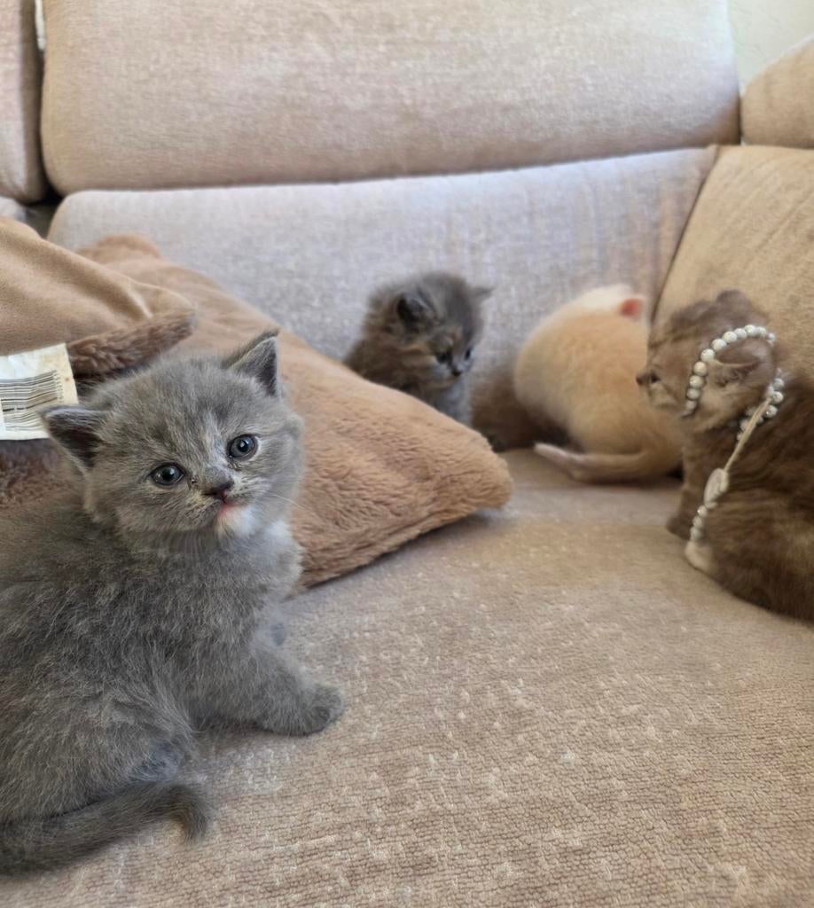 Kitten, Dieren en Toebehoren, Poes, 0 tot 2 jaar