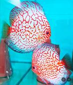 Discus Pigeonblood Checkerboard 8 cm - Siner - Koidreams, Vis, Zoetwatervis