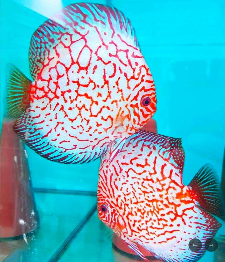 Discus Pigeonblood Checkerboard 8 cm - Siner - Koidreams, Dieren en Toebehoren, Vissen | Aquariumvissen, Zoetwatervis, Vis