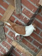 Te koop sierduiven Afghaanse duiven, Meerdere dieren, Overige soorten