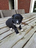 Pups kruising Kooiker, Markies, Sheltie, Pomsky, Dieren en Toebehoren, Parvo, 8 tot 15 weken, Meerdere, Meerdere dieren