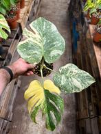 Monstera Deliciosa Crème Brulee - Pot 12, Huis en Inrichting, Kamerplanten, Ophalen of Verzenden