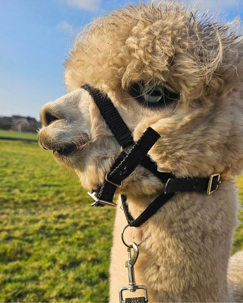 Alpaca merrie en halstermak ruintje, April, Meerdere dieren