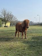 Super mooie shetland pony!, Dieren en Toebehoren, Pony's, Merrie, Met stamboom, 0 tot 2 jaar, A pony (tot 1.17m)