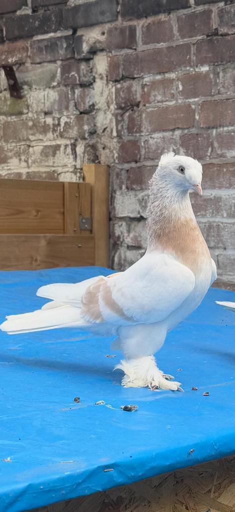 Takla duiven, Dieren en Toebehoren, Vogels | Duiven, Mannelijk, Postduif
