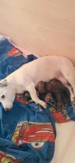 Te koop 4 mooie Jack-Russel pups., Jack Russell Terriër, 8 tot 15 weken, Meerdere, Meerdere dieren
