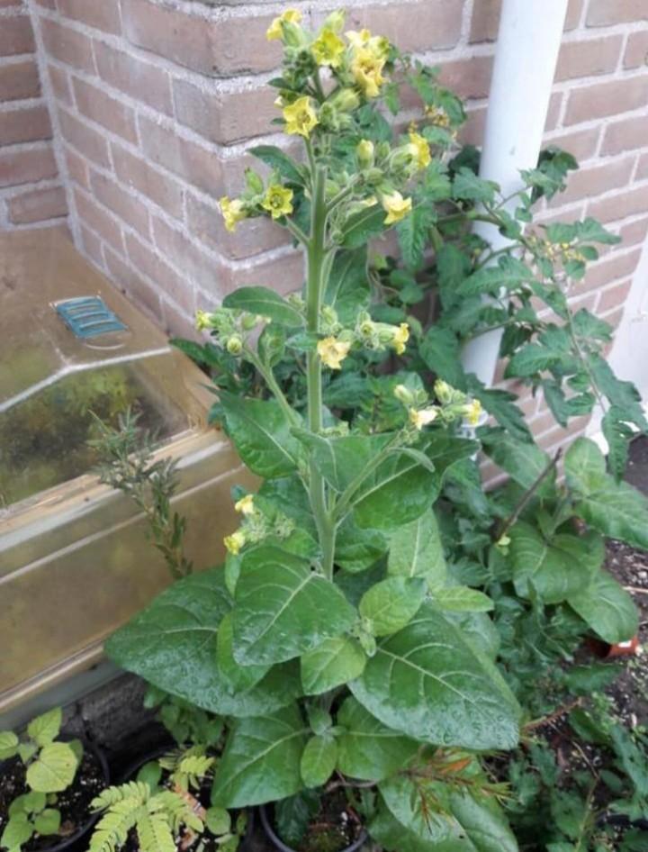 Nicotiana rustica 'Aztec' - Boeren tabak,, Mapacho zaden, Tuin en Terras, Bloembollen en Zaden, Zaad, Voorjaar, Volle zon, Ophalen of Verzenden