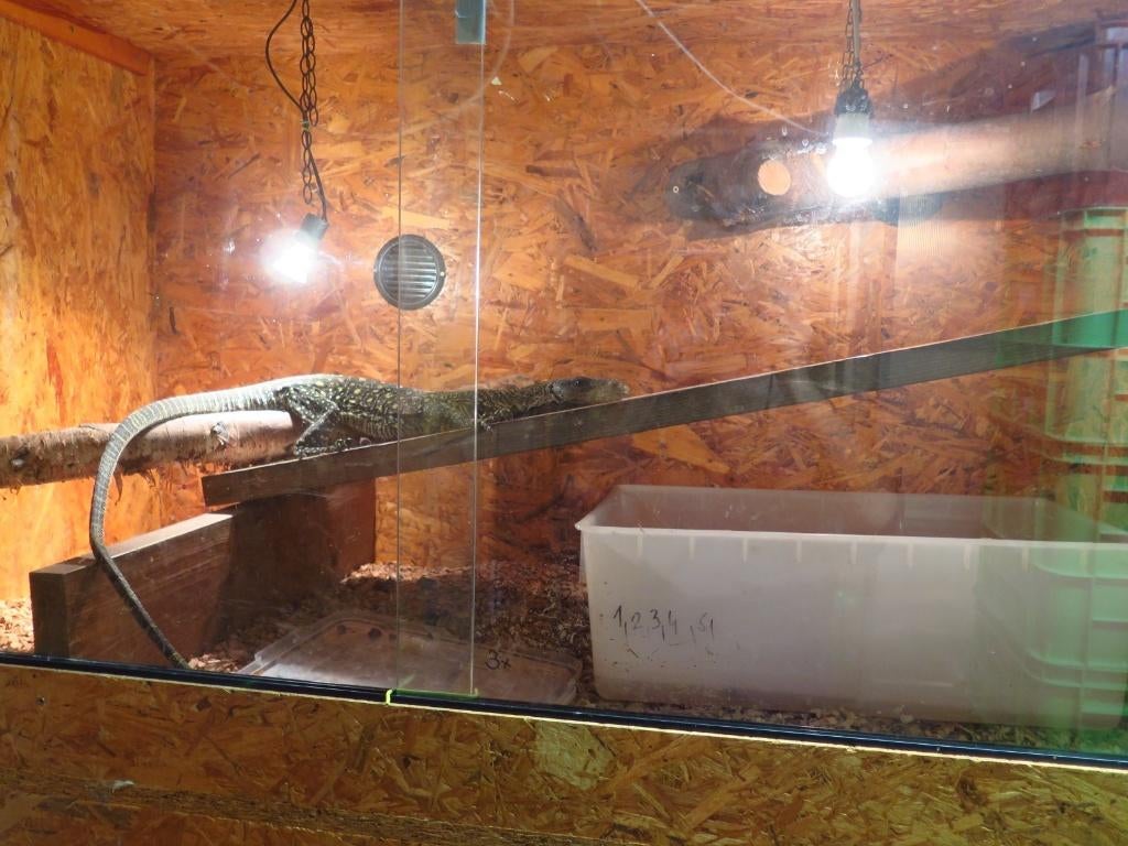 Male Varanus salvadorii de 2021, Dieren en Toebehoren, Reptielen en Amfibieën, Slang, 3 tot 6 jaar