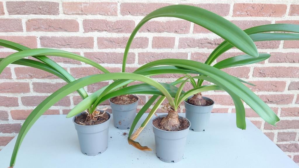 Echte Amaryllis 8 stuks, Ophalen of Verzenden