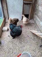 Pluimvee, Dieren en Toebehoren, Vrouwelijk, Kip