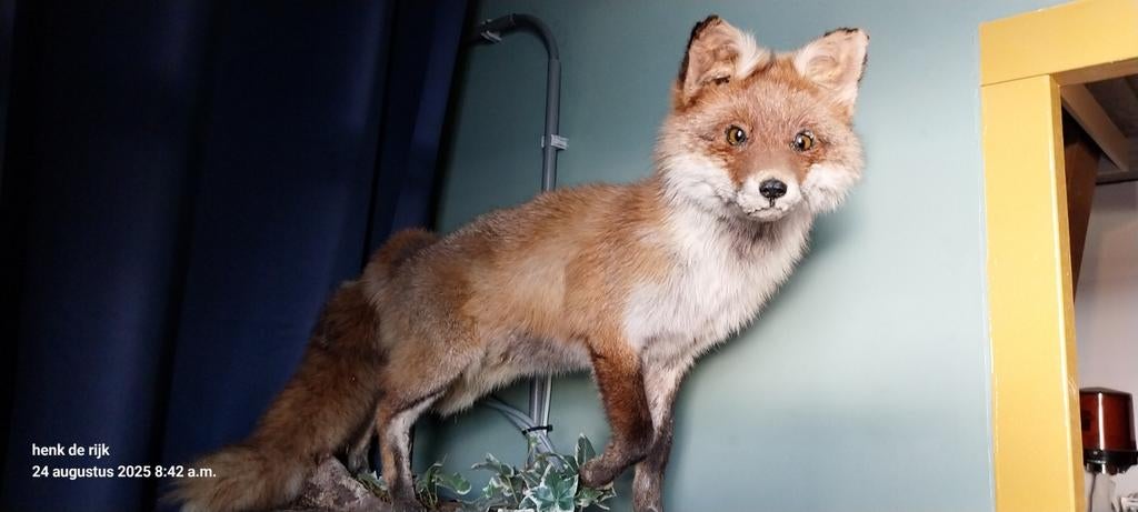 Opgezette vos, Verzamelen, Ophalen of Verzenden