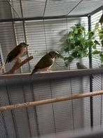 jonge gould amedine, Meerdere dieren