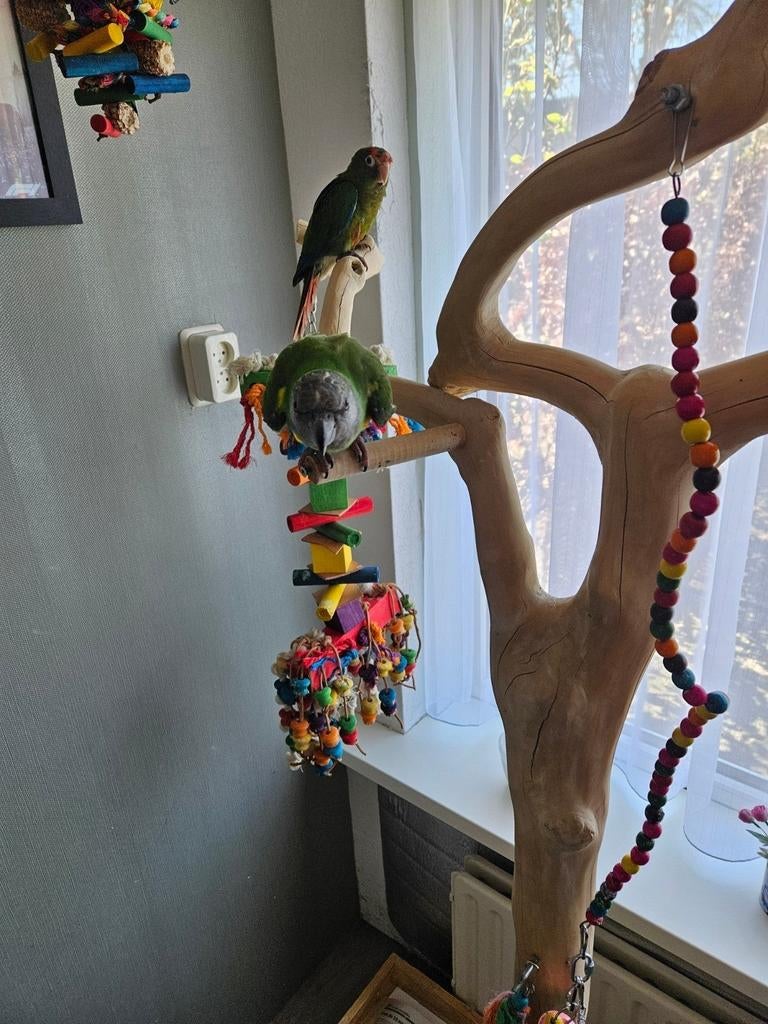 Aangeboden pyrrhura pop met kooi, Vrouwelijk, Parkiet