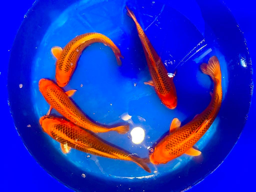 Jumbo Tosai: Kin Matsuba 33-37cm., Dieren en Toebehoren, Karper of Koi