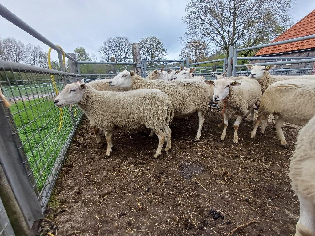 weideschapen, Dieren en Toebehoren, Schapen, Geiten en Varkens, Vrouwelijk, Schaap