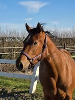 Knappe leuke 3 jarige Freiberger merrie, Merrie, Minder dan 160 cm, Met stamboom, 3 tot 6 jaar