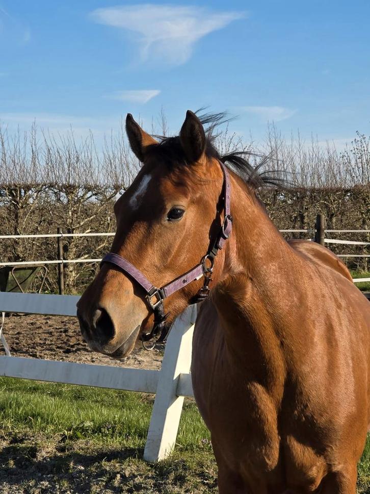 Knappe leuke 3 jarige Freiberger merrie, Dieren en Toebehoren, Paarden, Merrie, Onbeleerd, Minder dan 160 cm, 3 tot 6 jaar, Recreatiepaard