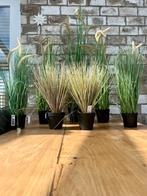 Siergras kunst plantjes Intratuin, Ophalen, Beukenhaag