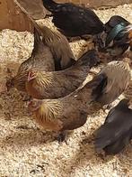 Hollandse Kriel hennen, Dieren en Toebehoren, Pluimvee, Vrouwelijk, Kip