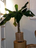 Bananenplant in goede staat (zonder pot), Ophalen, 100 tot 150 cm, Overige soorten, Halfschaduw