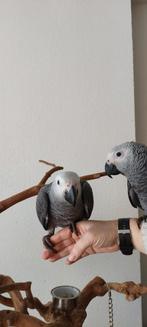 Gezocht jonge parkieten  ennof papegaaien om tam te maken., Meerdere dieren, Papegaai, Tam