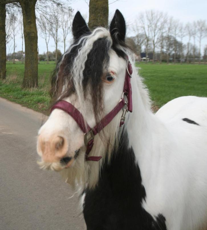 super brave knappe pony, Dieren en Toebehoren, Pony's, Merrie, Zadelmak, B pony (1.17m tot 1.27m), Recreatiepony, 3 tot 6 jaar