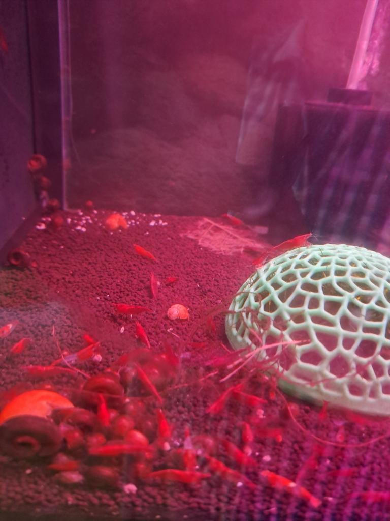 Mix garnalen, Kreeft, Krab of Garnaal