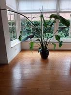 Mooie Strelitzia, Huis en Inrichting, Kamerplanten, Ophalen, Overige soorten, Halfschaduw, In pot