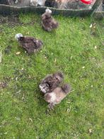 USA zijdehoen hennen choco en choco mottled, Vrouwelijk, Kip