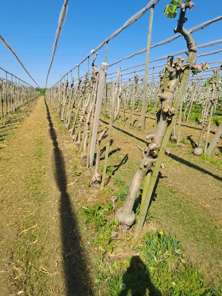 Haardhout - Fruitbomen, Minder dan 3 m³, Ophalen
