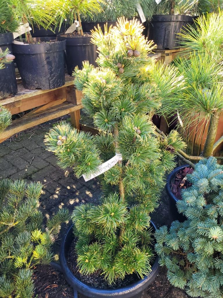 Pinus Parviflora Goldylocks 80/90 cm - Vol met appels, Ophalen