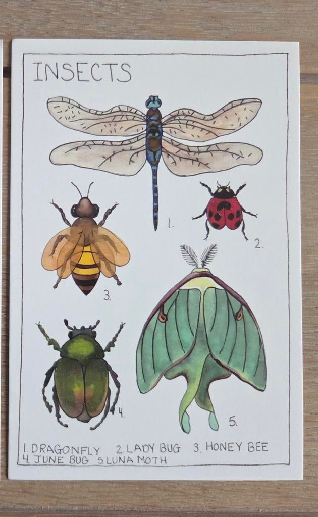 INSECTEN A meerdere beschikbaar, Verzamelen, Ophalen, 1980 tot heden, Hond of Kat