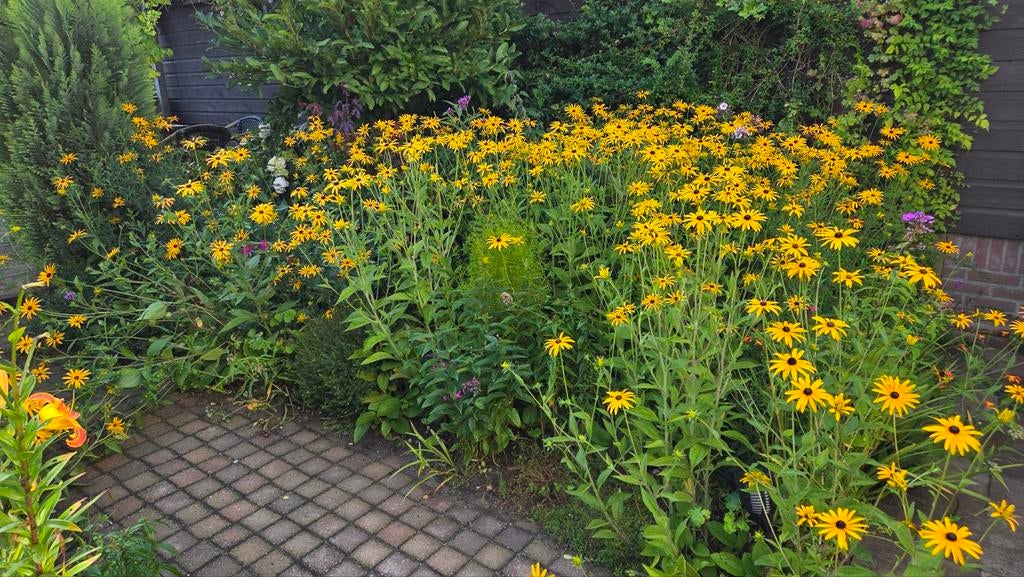 Zonnehoed planten (Rudbeckia). Per 5 plantjes., Ophalen, Overige soorten, Volle zon