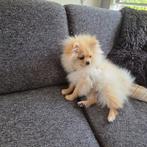 Pomeriaan | pomeranian | dwergkees pup teefje, Dieren en Toebehoren, Honden | Poolhonden, Keeshonden en Oertypen, Particulier