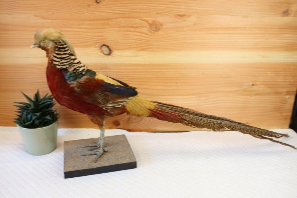 Taxidermie - opgezette fazant goudfazant, Ophalen of Verzenden, Zo goed als nieuw, Vogel, Opgezet dier