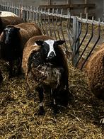 Bonte ram, Dieren en Toebehoren, Schapen, Geiten en Varkens, Mannelijk, Schaap, 3 tot 5 jaar