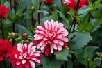 Pacific time dahlia knollen, Ophalen of Verzenden, Volle zon, Knol
