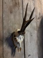 Reebok schedel (4), Ophalen of Verzenden, Nieuw, Hert, Schedel