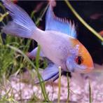 Microgeophagus ramirezi, Dieren en Toebehoren, Vissen | Aquariumvissen, Vis