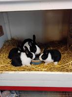 Jonge  Hollander konijntjes  te koop., Vrouwelijk, Klein, 0 tot 2 jaar