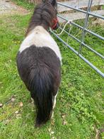 Te koop mooie zwartbonte merrie, Dieren en Toebehoren