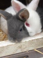 Jonge konijntjes, Dieren en Toebehoren, Konijnen, Meerdere dieren