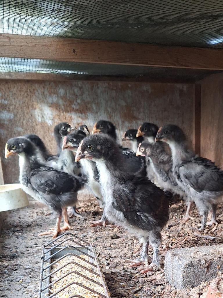 Marans en kleurleggers, Dieren en Toebehoren, Pluimvee, Mannelijk, Kip