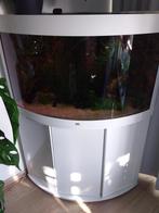 Aquarium Trigon 190, Ophalen, Gebruikt, Gevuld zoetwateraquarium