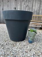 Grote donkergrijze bloempot, 57 cm, diameterkunststof,, Ophalen, Kunststof, Gebruikt, Balkon