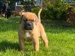 Boxer x boxer x cane corso pups , puppies , puppy, Parvo, 8 tot 15 weken, Meerdere, Meerdere dieren