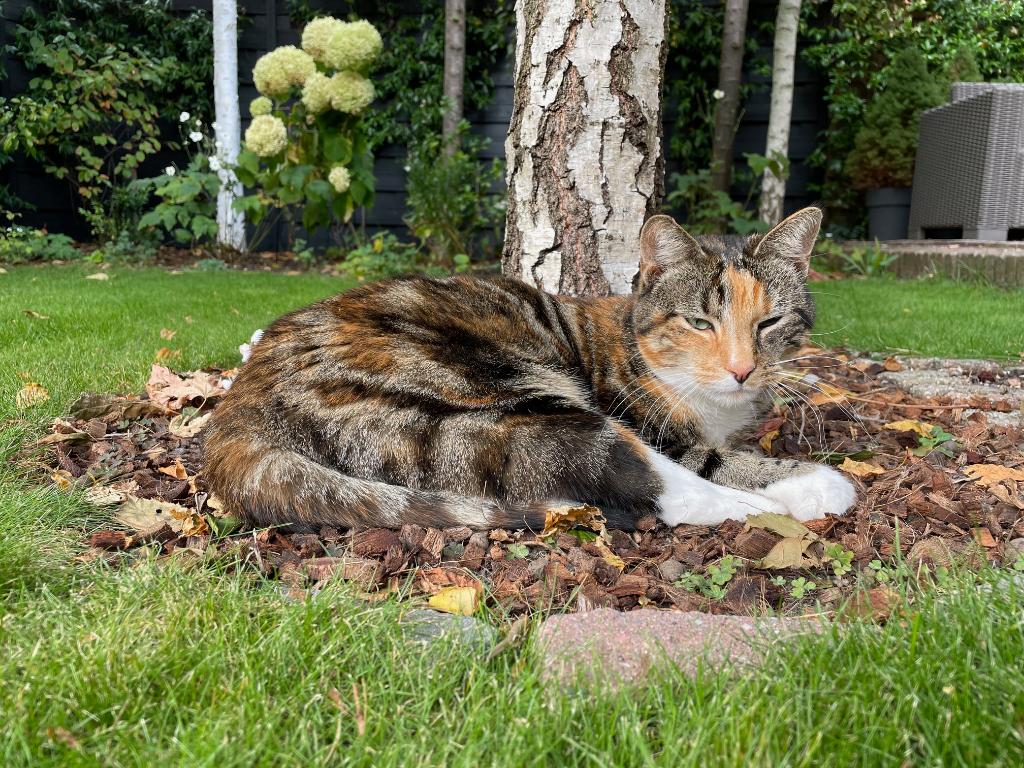 Gezocht regio Delft: poes Amber, Poes, Kortharig, 3 tot 5 jaar