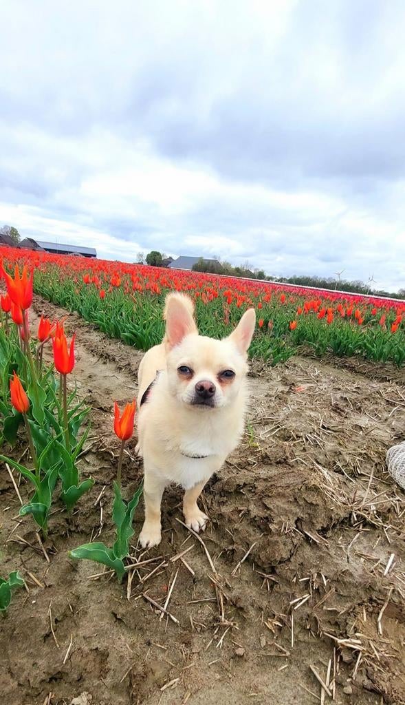 Zorgzame oppas gezocht voor Bowie in/nabij Haren 😊🐾, Particuliere oppas