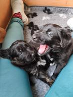 Super leuke kruising pups, 8 tot 15 weken, Parvo, Meerdere, Meerdere dieren