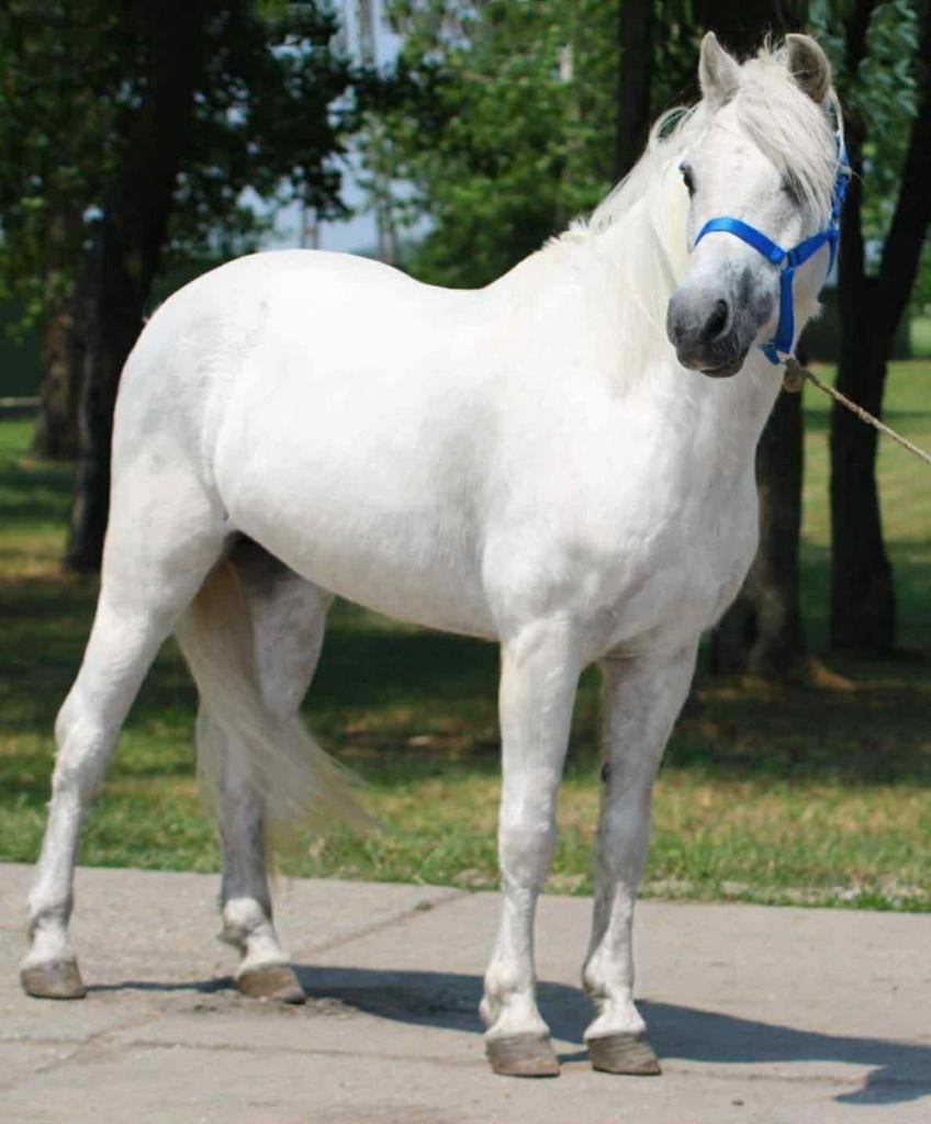 Super lieve Pony, Ruin